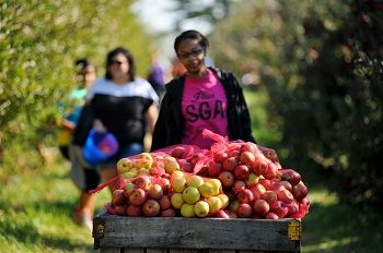 Apple Day Delights Campus Community