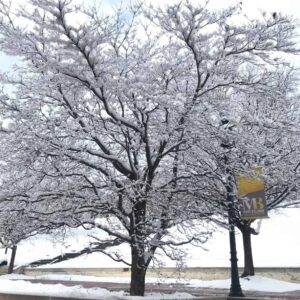 Snow-covered tree with an MBU banner