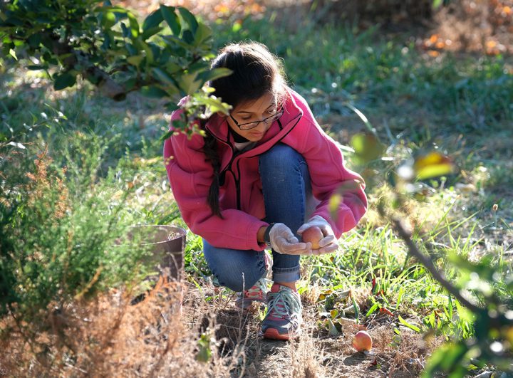 Apple Day 2017 in Photos