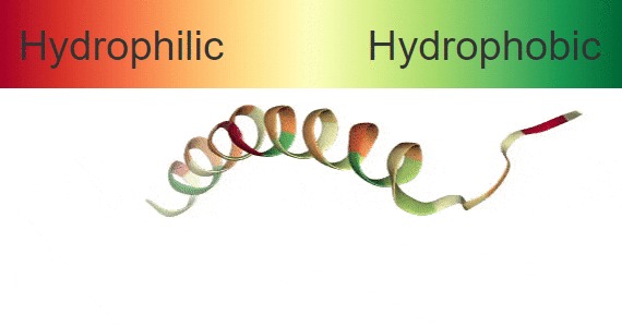 Ribbon model of the LL-37 peptide helix, shaded from hydrophilic (red) to hydrophobic (green)