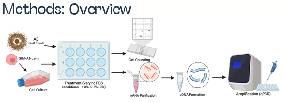 Methods overview: SIM-A9 cells treated with amyloid beta under different FBS conditions, then cell counting, mRNA purification, cDNA formation and qPCR amplification