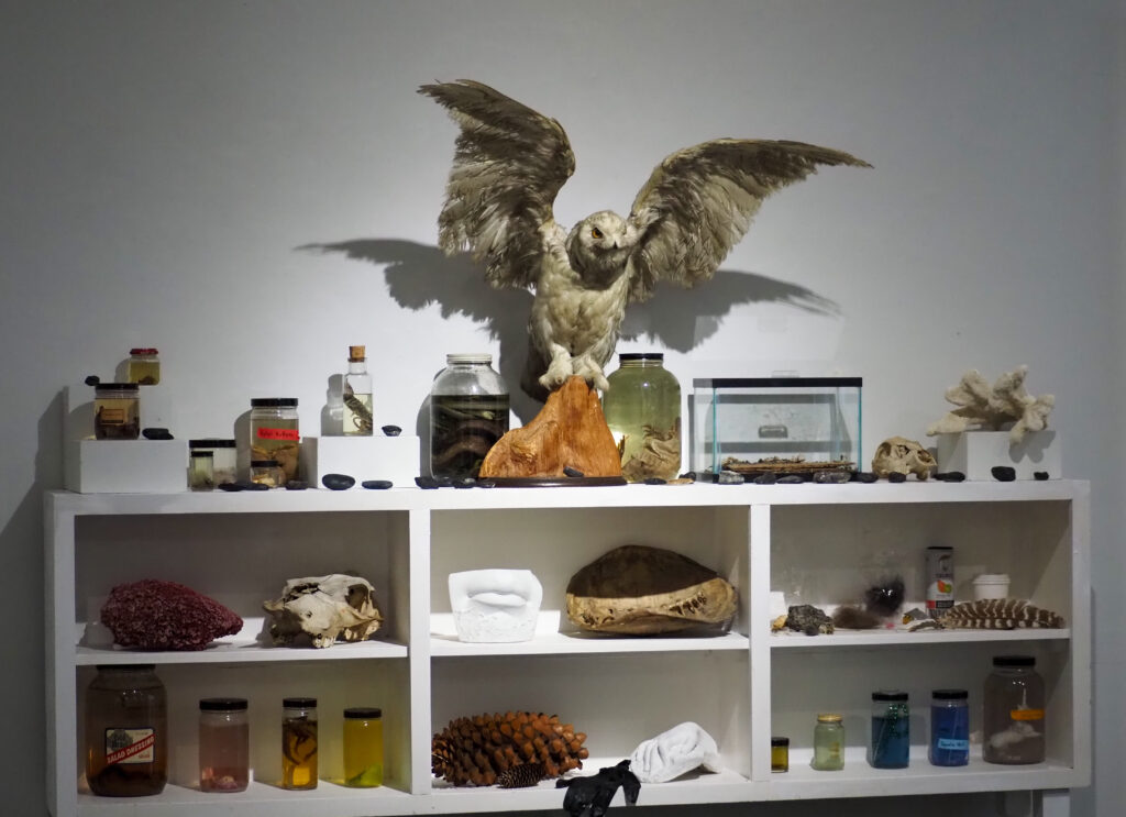 Dead Rats and Pokémon Cards: How One Student United the MBU Community With Her Senior Thesis