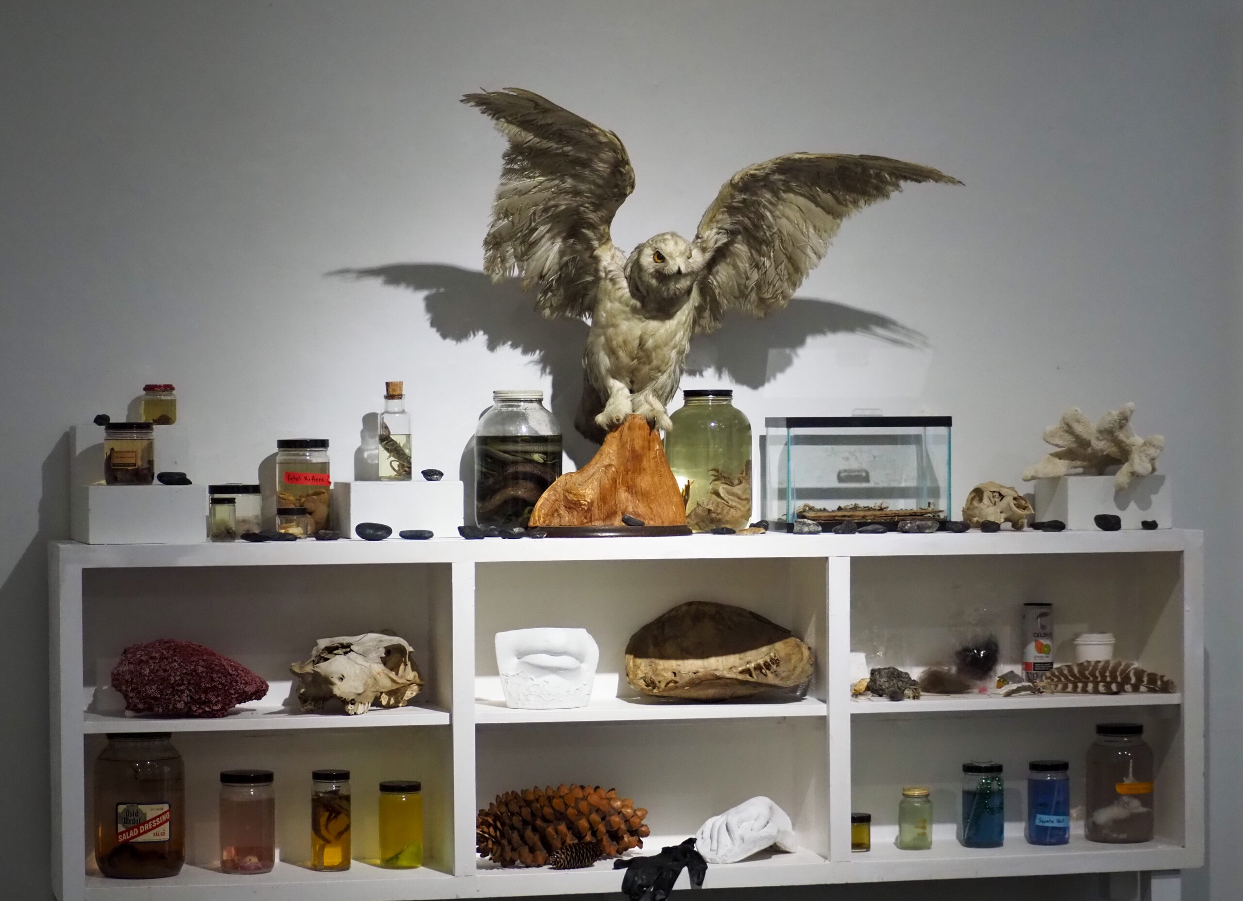 Art gallery photo of display with an owl and other taxidermy creatures on a shelf