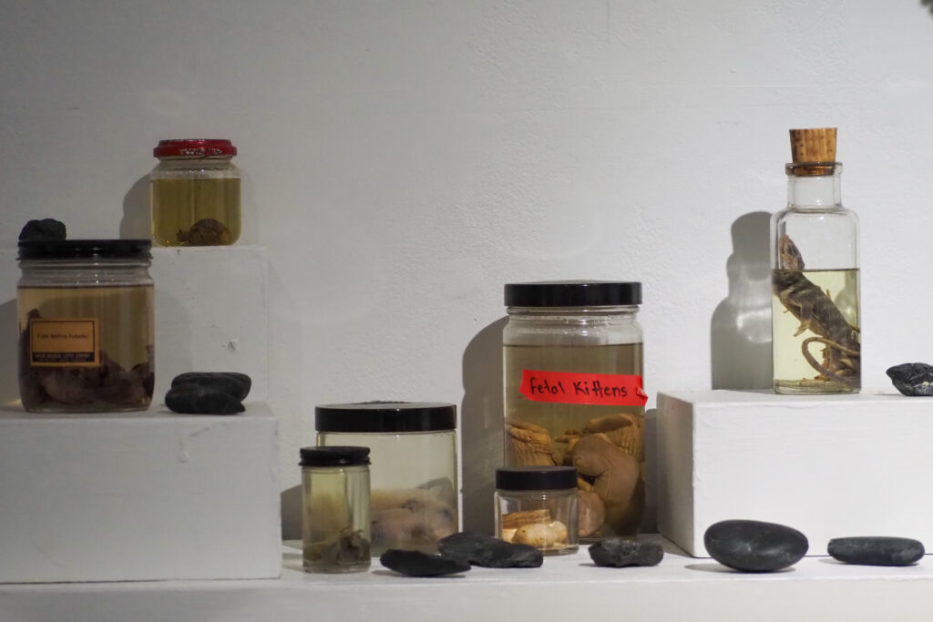 Lizards, fetal cats, and snakes are put on display in taxidermy jars