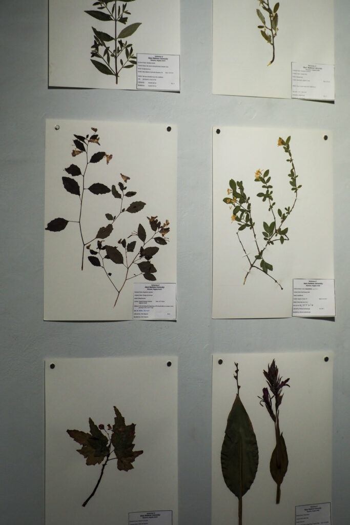 Image of pictures of plants hanging on a wall