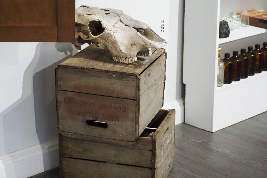 An animal skull rests on two crates behind a shelf of small bottles