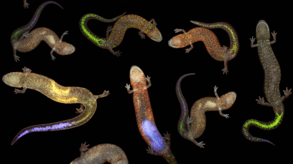 Students and Researchers Explore Salamanders in the Shenandoah Valley