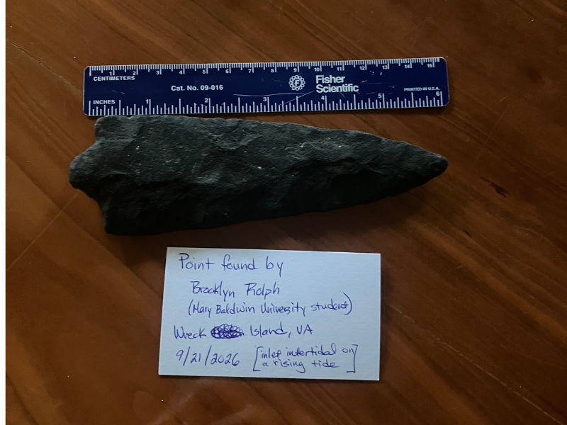 Close-up of spearhead beside 6-inch ruler, with a handwritten card, reads "Point found by Brooklyn Rolph (MBU Student) Wreck Island, VA, 9/21/2026 [inlet intertidal on a rising tide]